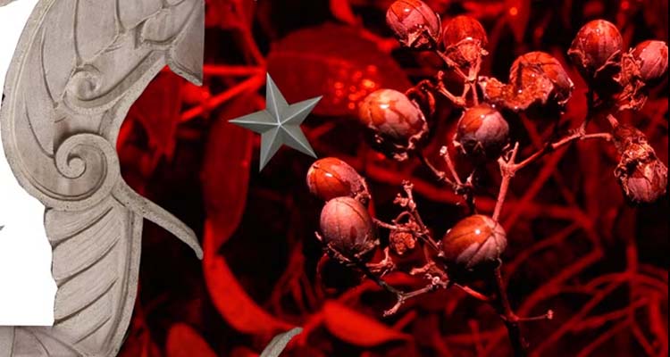 Interview With Sean McGrath